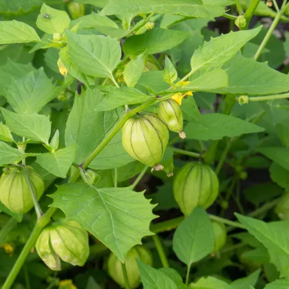 Machovka lepkavá - Tomatillo Verde - semiačka - 7 ks