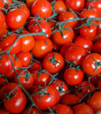 Paradajka Cherolla F1 kolíková - Solanum lycopersicum - Semená rajčiaka - 5 ks