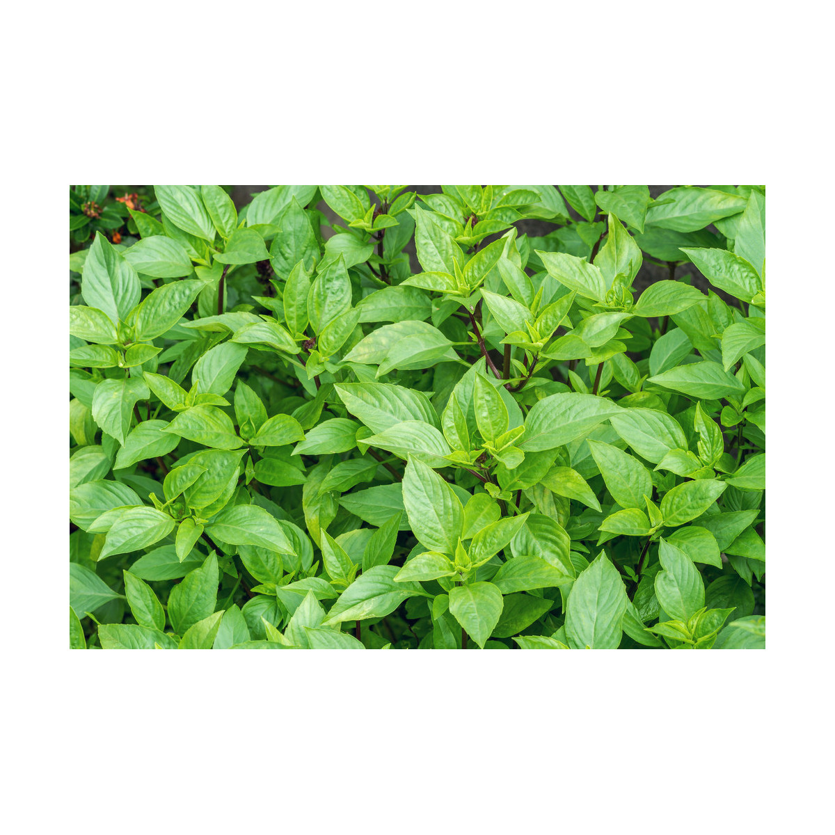 Bazalka citrónová - Ocimum basilicum citriodorum - semiačka - 100 ks