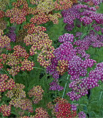 Rebríček túžobníkový Summer Berries F2 - Achillea millefolium - predaj semien trvaliek - 20 ks