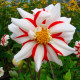 Georgína Fire and Ice - Dahlia hybrida - predaj cibuľovín - 1 ks