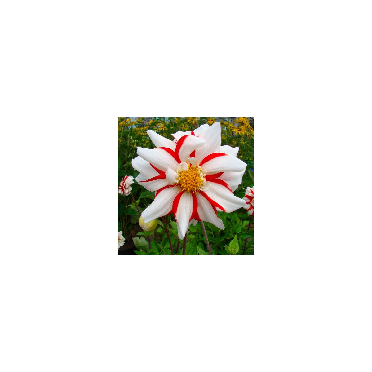Georgína Fire and Ice - Dahlia hybrida - predaj cibuľovín - 1 ks