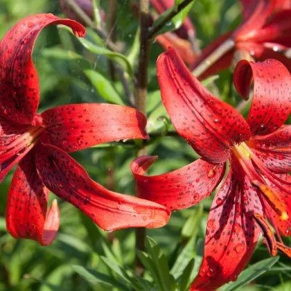 Ľalia červená Red tiger - Lilium - predaj cibuľovín - 1 ks