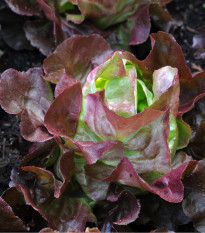 Šalát hlávkový červený Rosemarry - Lactusa sativa - semiačka - 0,3 gr