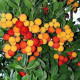 Jahodový strom - Planika obyčajná - Arbutus unedo - semiačka - 5 ks
