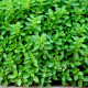 Pamajorán obyčajný - Oregano Zaatar - Origanum syriaca - semiačka - 50 ks