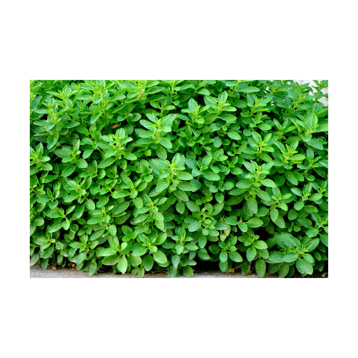 Pamajorán obyčajný - Oregano Zaatar - Origanum syriaca - semiačka - 50 ks
