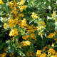 Aksamietnica mexická - Tagetes lucida - predaj semien - 0,2 g