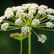Trebuľka lesná - Anthriscus sylvestris - semiačka - 0,7 g