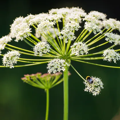 Trebuľka lesná - Anthriscus sylvestris - semiačka - 0,7 g