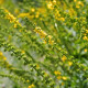 Repík lekársky - Agrimonia eupatoria - semiačka - 20 ks