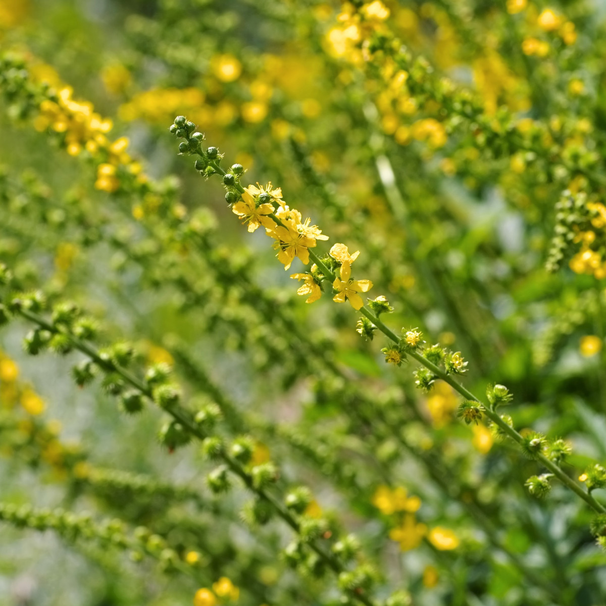 Repík lekársky - Agrimonia eupatoria - semiačka - 20 ks