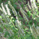 Yzop lekársky biely - Hyssopus officinalis - semiačka - 100 ks