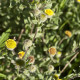 Blšník obyčajný - Pulicaria vulgaris - semiačka - 50 ks