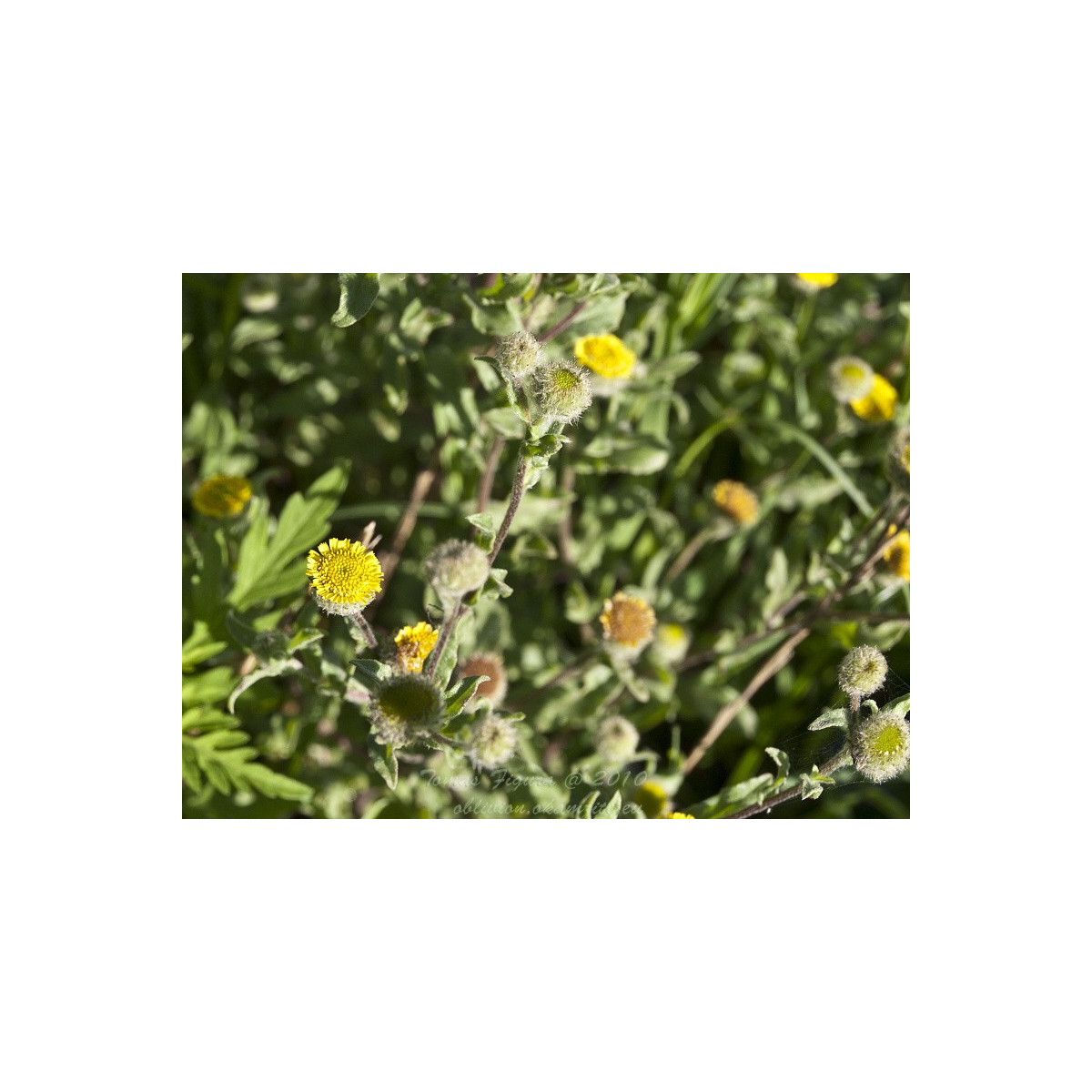 Blšník obyčajný - Pulicaria vulgaris - semiačka - 50 ks