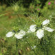 Černuška siata - Rasca čierna - Nigella sativa - predaj semien - 25 ks