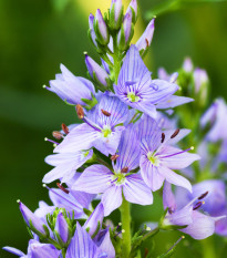 Veronika lekárska - Rozrazil - Veronica officinalis - predaj semien - 30 ks