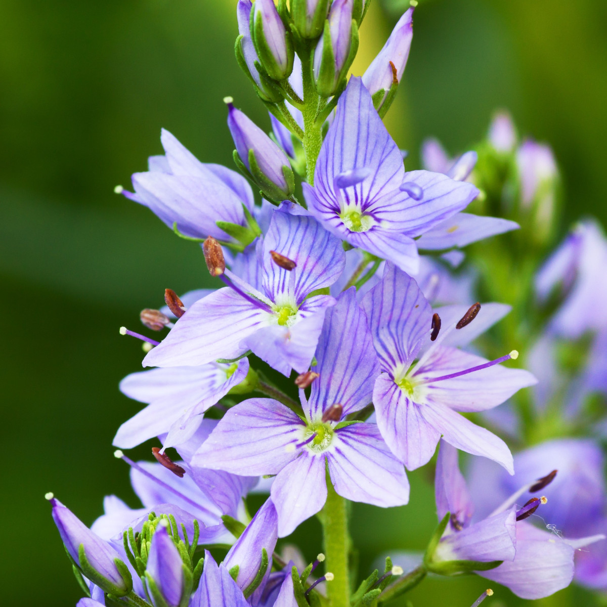 Veronika lekárska - Rozrazil - Veronica officinalis - predaj semien - 30 ks