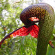 Darlingtónia kalifornská - Darlingtonia californica - predaj semien - 12 ks