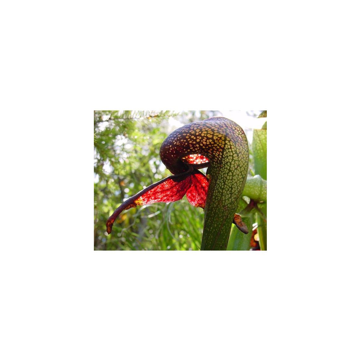 Darlingtónia kalifornská - Darlingtonia californica - predaj semien - 12 ks