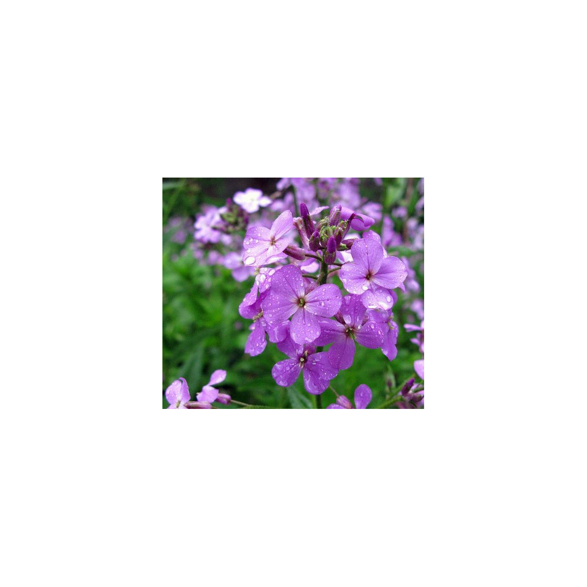 Večernica voňavá - Hesperis matronalis - predaj semien - 100 ks