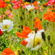 Mak holý zmes Excelsior - Papaver nudicaule - semiačka - 250 ks