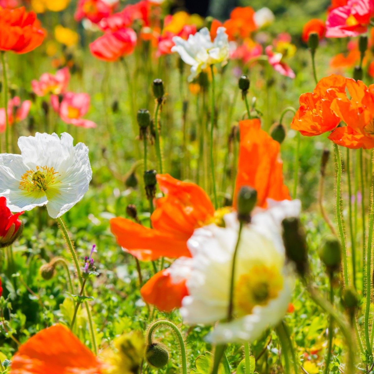 Mak holý zmes Excelsior - Papaver nudicaule - semiačka - 250 ks