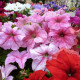 Petúnia mnohokvetá Mirage F1 zmes farieb - Petunia hybrida - semiačka - 10 ks