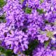 Zvonček klbkatý - Campanula glomerata - predaj semien - 600 ks