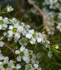 Tea tree - Čajovníkový strom - Leptospermum rotundifolium - 
 semiačka - 30 ks