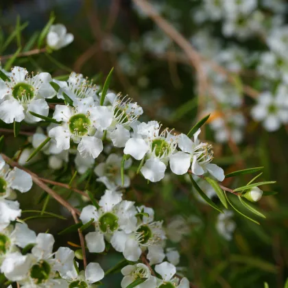 Tea tree - Čajovníkový strom - Leptospermum rotundifolium - 
 semiačka - 30 ks