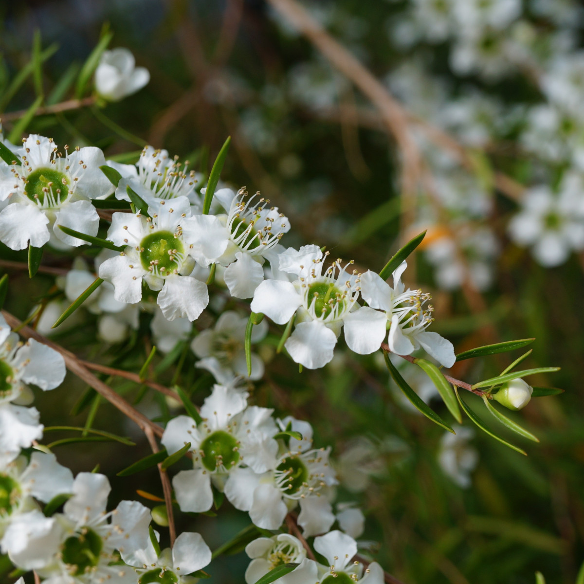 Tea tree - Čajovníkový strom - Leptospermum rotundifolium - 
 semiačka - 30 ks