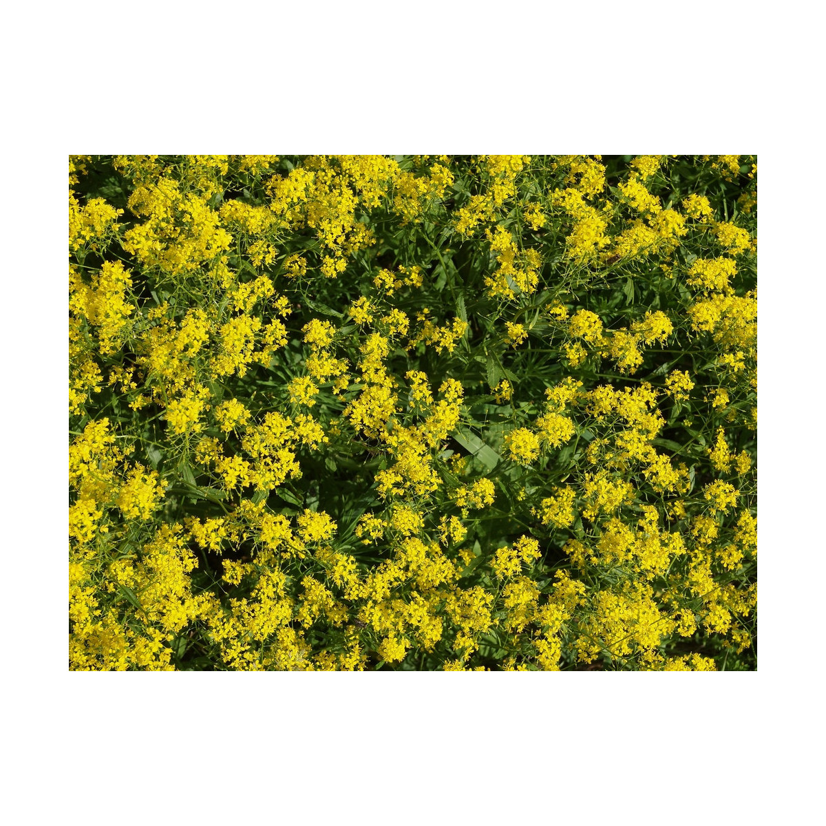 Farbovník obyčajný - Isatis tinctoria - semiačka - 8 ks