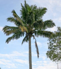Beccariophoenix madagaskarská - semiačka - 2 ks