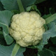 Karfiol skorý Beta - Brassica oleracea - predaj semien - 150 ks