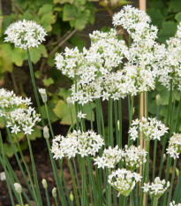 Pažítka cesnaková - Allium Tuberosum - semiačka - 200 ks