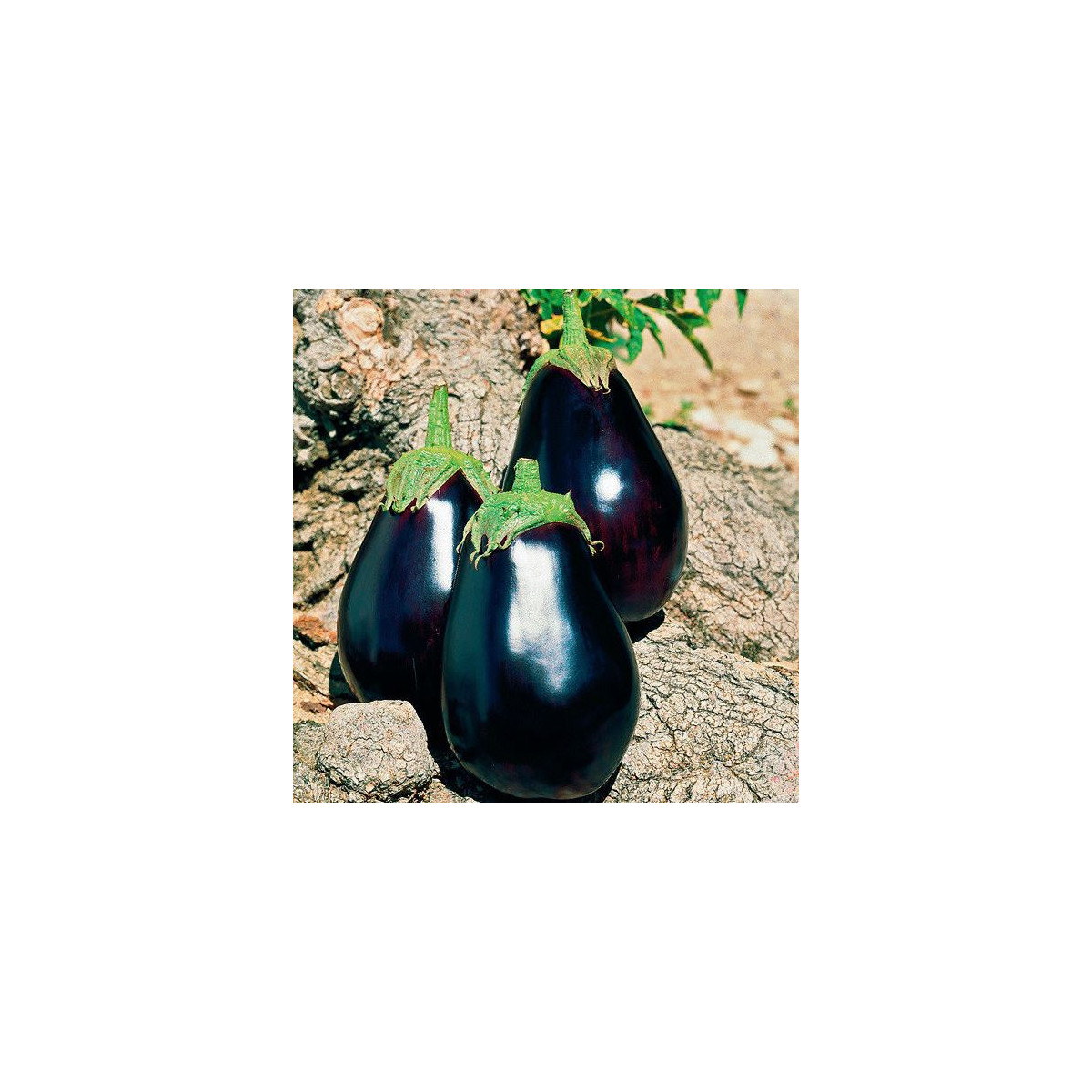 Baklažán český skorý - Solanum melangena - semiačka - 100 ks