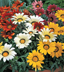 Gazánia lesklá zmes farieb - Gazania splendes - semienka gazánie - 50 ks