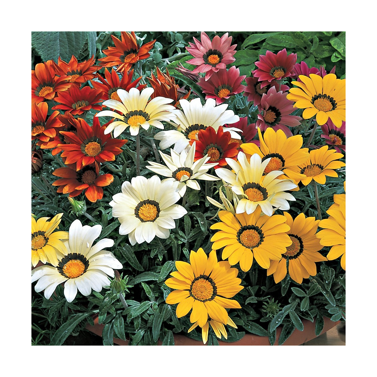 Gazánia lesklá zmes farieb - Gazania splendes - semienka gazánie - 50 ks