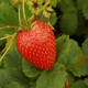 Jahoda stálerodiaca Delician F1 - Fragaria ananassa - predaj semien jahôd - 7 ks