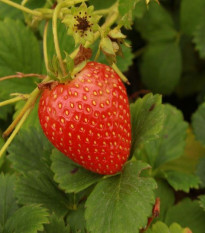 Jahoda stálerodiaca Delician F1 - Fragaria ananassa - predaj semien jahôd - 7 ks