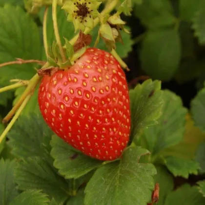 Jahoda stálerodiaca Delician F1 - Fragaria ananassa - predaj semien jahôd - 7 ks
