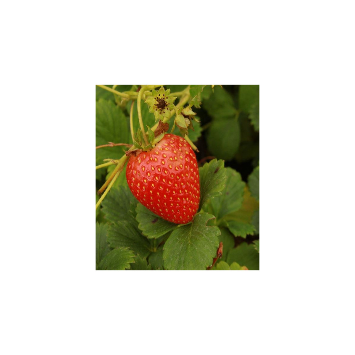Jahoda stálerodiaca Delician F1 - Fragaria ananassa - predaj semien jahôd - 7 ks