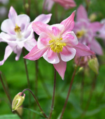 Orlíček Mc Kana zmes farieb - Aquilegia caerulea - semená trvaliek - 200 ks