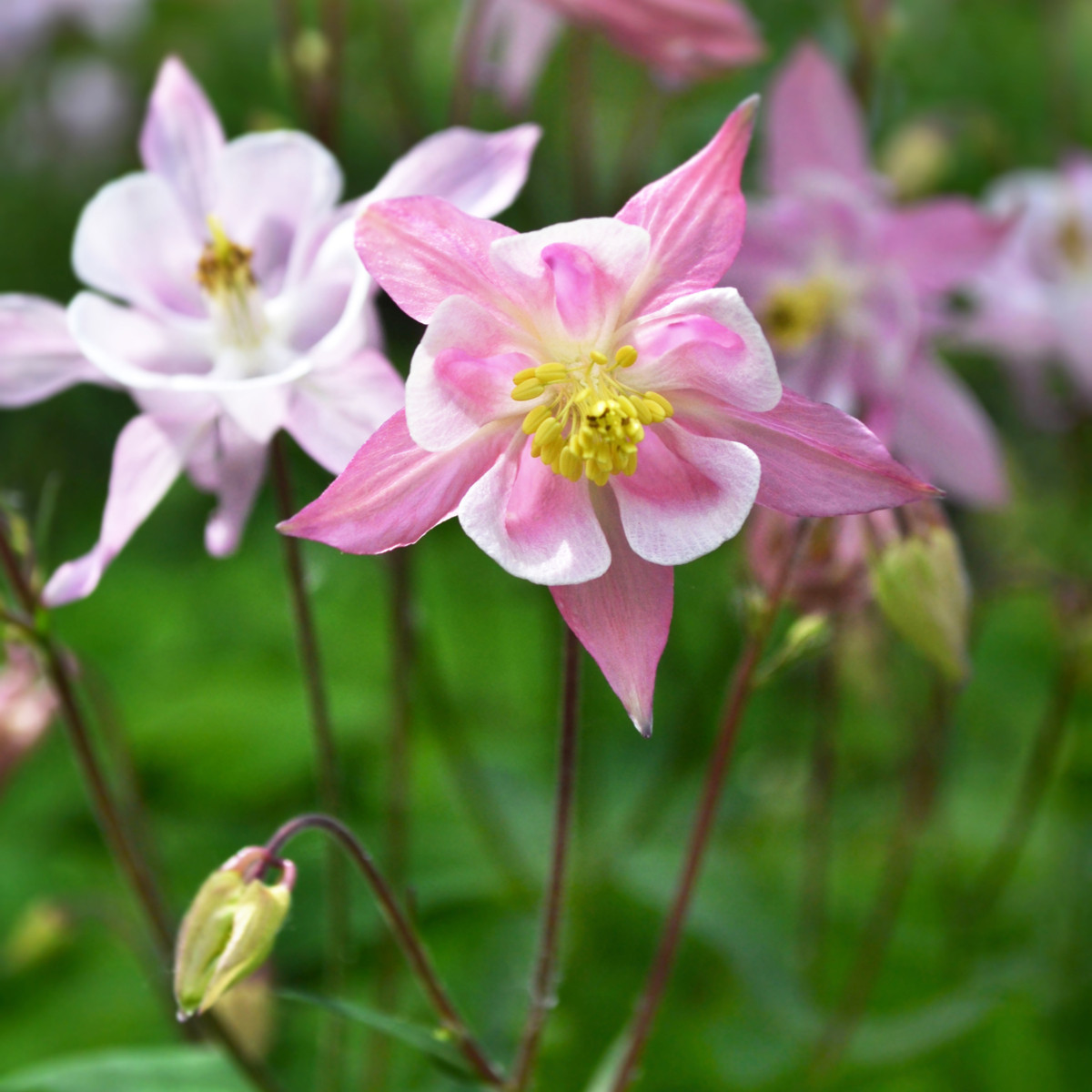 Orlíček Mc Kana zmes farieb - Aquilegia caerulea - semená trvaliek - 200 ks