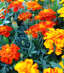 Aksamietnica rozložitá Bolero - Tagetes patula nana - predaj semien - 0,3 g