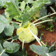 Kaleráb biely neskorý Gigant - Brassica oleracea - semená kalerábu - 100 ks
