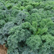 Kel kučeravý Kapral - Brassica oleracea L. convar. - semená kelu - 300 ks