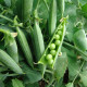 Hrach dreňový Premium - Pisum sativum - semená hrášku - 15 g