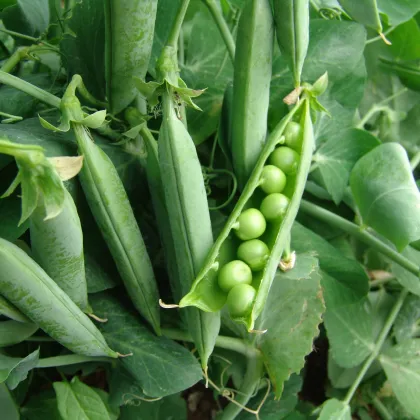 Hrach dreňový Premium - Pisum sativum - semená hrášku - 15 g